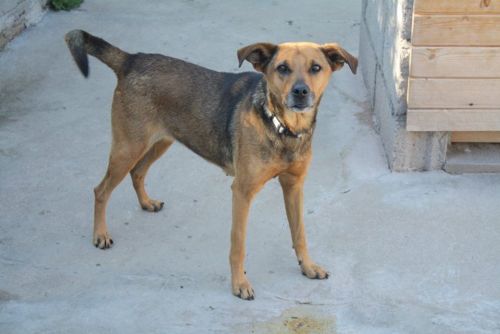 Tina x berger femelle 8 ans abandon  de Béthune (62) - refuge du Mordant (54) 500_0d54a51fb20e25e777654104bb5cf2cb