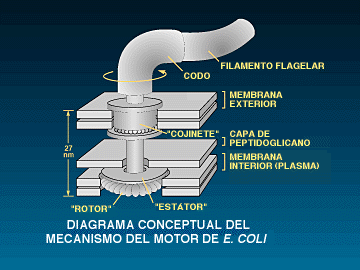 Diseño Inteligente vs Darwinismo - Página 4 N_SP