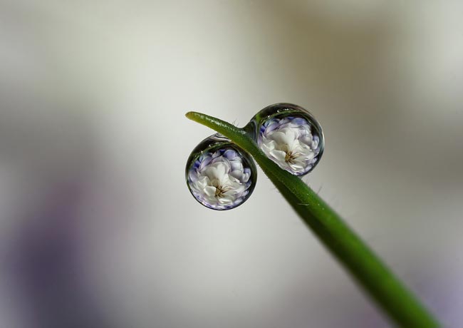 باران و شبنم و بهار Water_drops_13