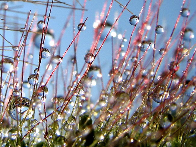 باران و شبنم و بهار Water_drops_14