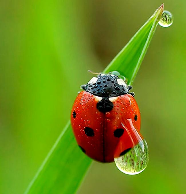 باران و شبنم و بهار Water_drops_4