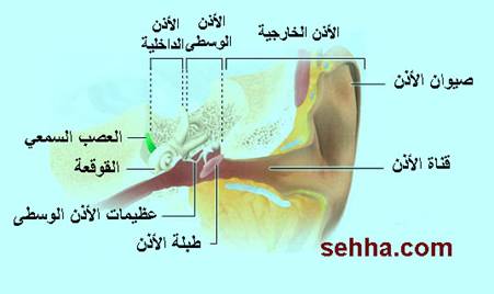 الطنين والأذن الداخلية Inner Ear, Tinnitus Tinnitus1