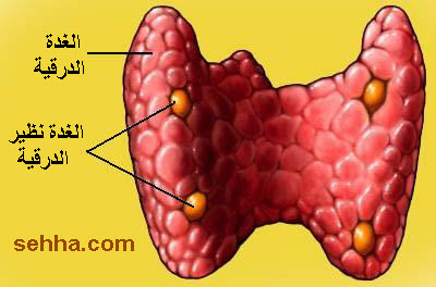 متلازمة دي جورج  DiGeorge Syndrom DiGeorge_Syndrome03