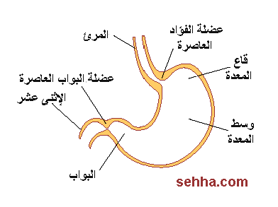 سرطان المعدة Gastric cancer Gastric-cancer02