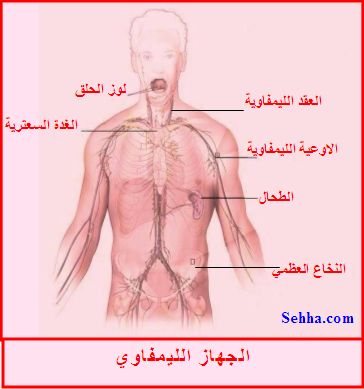 الباب الاول الفصل الثاني النقل (أحياء) LymphSys1