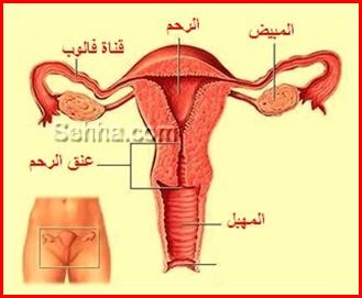 كل ما تريد معرفته عن السرطان Ovarian-Cancer01