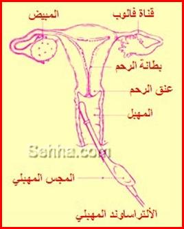 كل ما تريد معرفته عن السرطان Ovarian-Cancer04