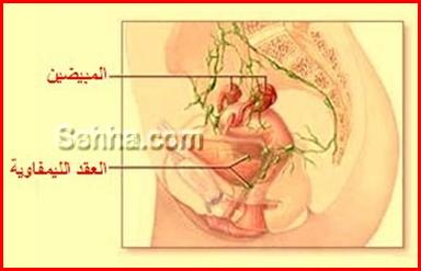 كل ما تريد معرفته عن السرطان Ovarian-Cancer13