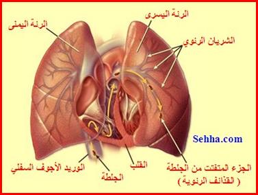 أمراض القلب و الجهاز الدوري Cardiovascular diseases DVT08