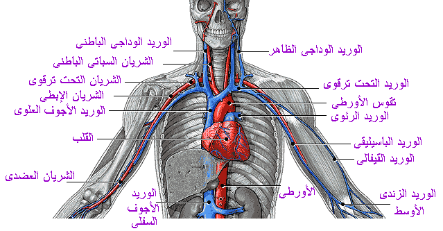 القلب The heart و الدورة الدموية Blood circula Circ2