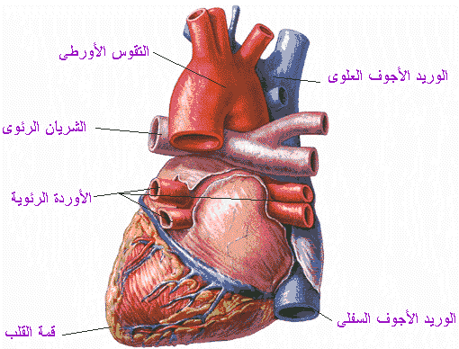 الكولسترول المرتفع Heart1