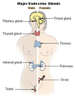 ملف شامل كل عضو من اعضاء جسم الانسان بالتفصيل Endocrine