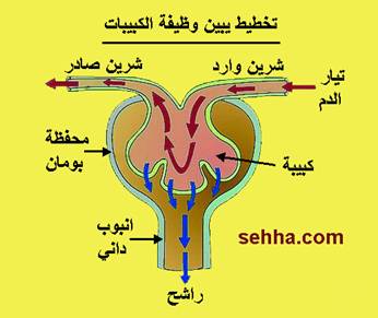 اعتلال الكلى السكري Diabetic nephropathy Diabetic_nephropathy2