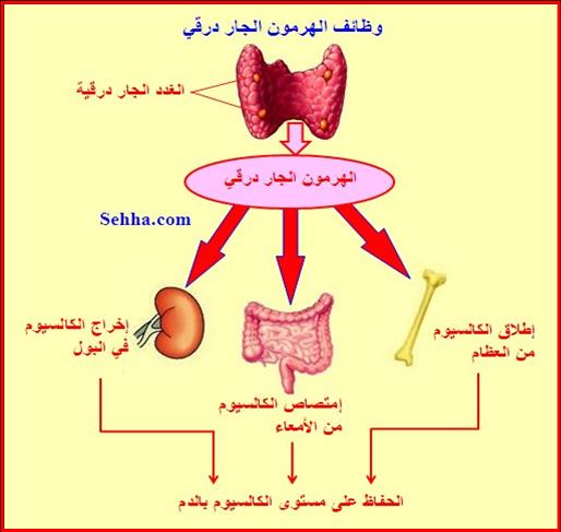 أمراض الغدد الصم Endocrine disorders Hypoparathyroidism4