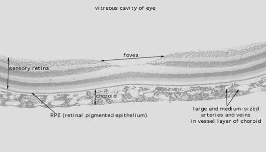 أمراض العيون Eye diseases Retina1