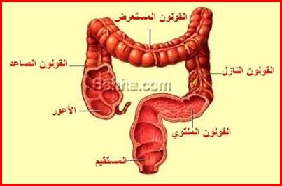 الفصل الاول التغذية والهضم في الكائنات الحية (أحياء ثانوية عامة) Colon-Polyps2