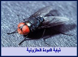 الدودة التي تدخــــل بجســـم الانســـــان //خطيرررررر Myiasis01