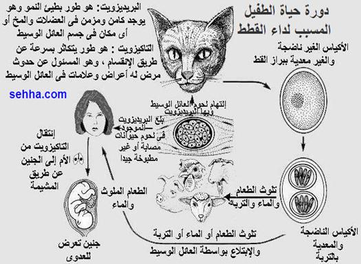 داء القطط Toxoplasmosis Toxoplasmosis02