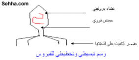 المضادات الفيروسيه Virus1