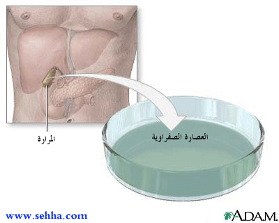 عصارة الصفراء Gallbladder10