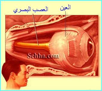 تشريح العين Eye Anatomy Eye_Anatomy23