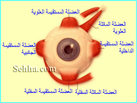 تشريح العين Eye Anatomy Eye_Anatomy25