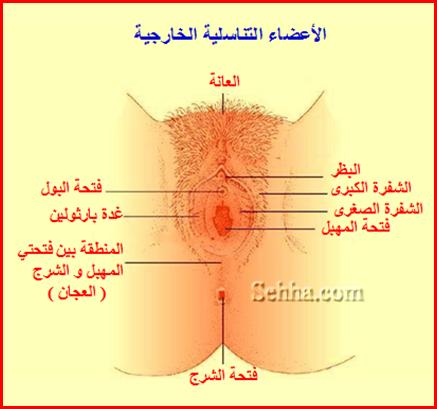 الجهاز التناسلي الأنثوي Female Reproductive System FRS03