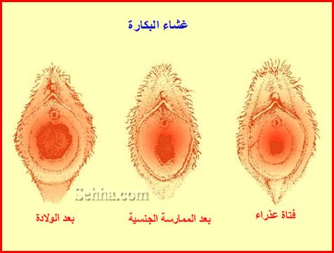 الجهاز التناسلي الأنثوي وتفاصيل الدورة الشهرية FRS05