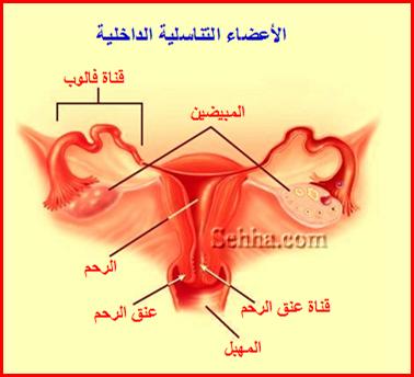 الجهاز التناسلي الأنثوي Female Reproductive System FRS06