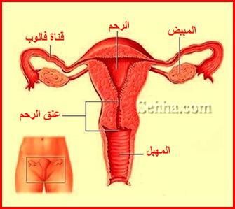 الجهاز التناسلي الأنثوي Female Reproductive System FRS07