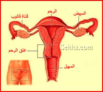 الجهاز التناسلي الأنثوي وتفاصيل الدورة الشهرية FRS07