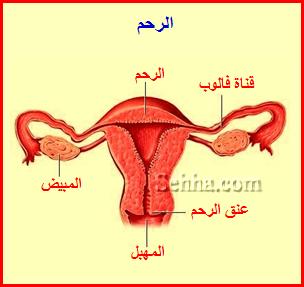 الجهاز التناسلي الأنثوي Female Reproductive System FRS08