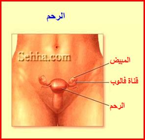 الجهاز التناسلي الأنثوي Female Reproductive System FRS09