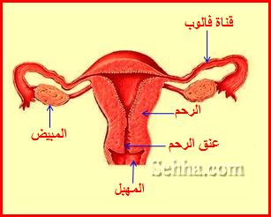 الجهاز التناسلي الأنثوي وتفاصيل الدورة الشهرية FRS12