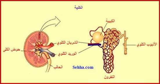 العضو الرئيسي في الجهاز البولي يعمل على تنقية الدم من الفضلات هي