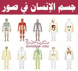 جسم الإنسان في صور The body in pictures Body_pics