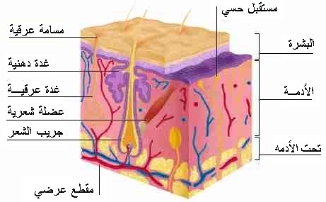 موضوع شامل للحروق والإسعافات الأولية لها .. Skin2