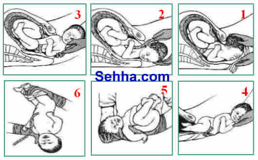 مراحل الوالده  Stage2a