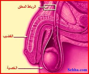 طرق تكبير القضيب Methods of penis enlargement Phalloplasty1