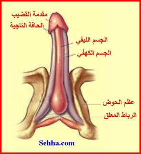 طرق تكبير القضيب Methods of penis enlargement Phalloplasty2