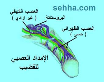 اقوى علاج بالاعشاب للضعف الجنسى وسرعه القذف للرجال فقط EDCF5