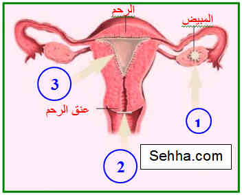 استخدام أقراص منع الحمل The use of oral contraceptives  COC