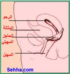 استخدام أقراص منع الحمل The use of oral contraceptives  Diaphragm3