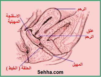 استخدام أقراص منع الحمل The use of oral contraceptives  V-Sponge4