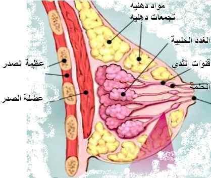 أمراض الثدي Breast diseases Breast