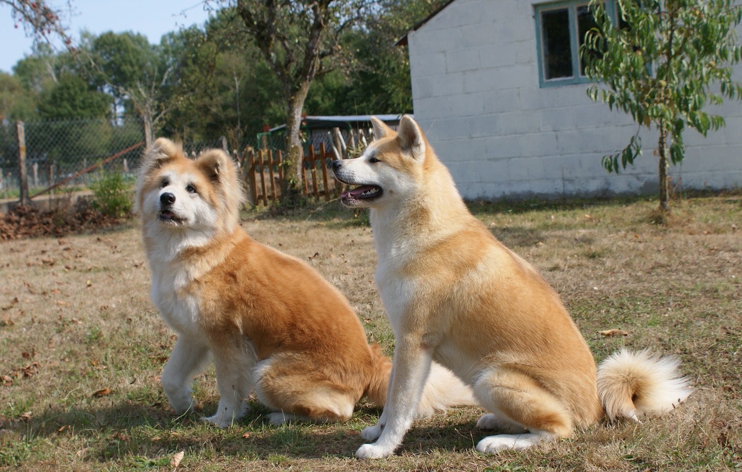 AKITA INU Kg_longs_courts