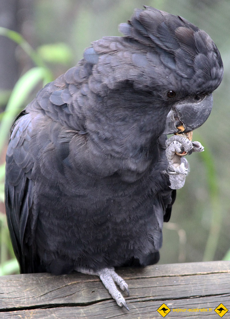 l'oiseau de Martin du 19 Août trouvé par Martine 2256m-calyptorhynchus-banksii