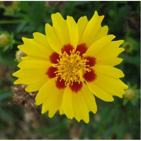 Fleur de Martine 24/11/2016 trouvée par Ajonc Coreopsis-lanceolata-walter-oeuil-de-jeune-fille