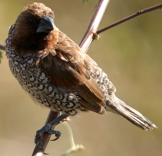 l'oiseau de martin du 14 Août trouvé par Blucat Coutil