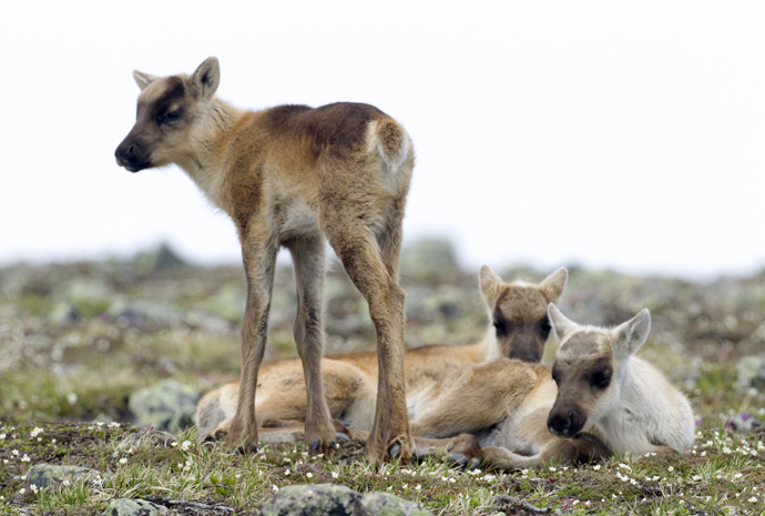 Le caribou de la Gaspésie… toujours vivant ! 1-gas-faon